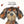 Hund Kuno - 