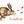 Hase Felix - 