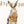 Hase Marc - 