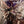 Hirsche Oh My Deer - 