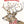 Hirsch Falko - 