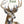 Hirsch Falk - 