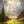 Bollenhut - 
