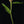 Flockenblume 2