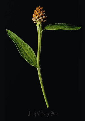 Flockenblume 2