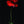 Klatschmohn