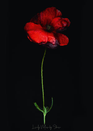 Klatschmohn