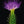 Kratzdistel