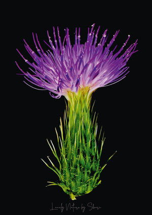 Kratzdistel