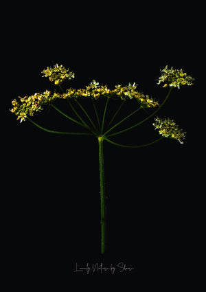 Wiesenkerbel 2