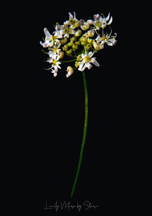 Wiesenkerbel 1