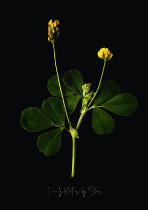 Hopfenklee