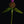 Flockenblume 1