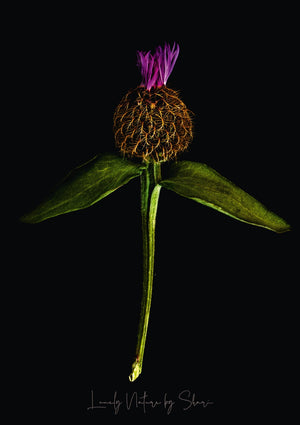 Flockenblume 1