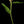 Flockenblume 2