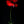 Klatschmohn