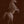 Standing Horse