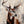 Hirsch Thor