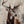 Hirsch Thor